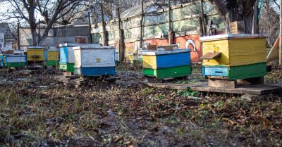 Podczas powodzi zginęło 1,2 tys. pszczelich rodziny; właściciele pasiek mogą wnioskować o odszkodowania