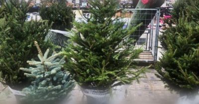 Kupujesz choinkę sprawdź czy pochodzi z legalnego źródła